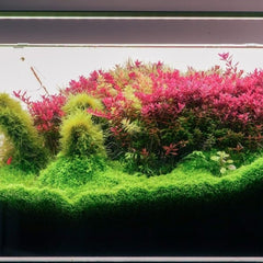 Collection image for: Wasserpflanzen