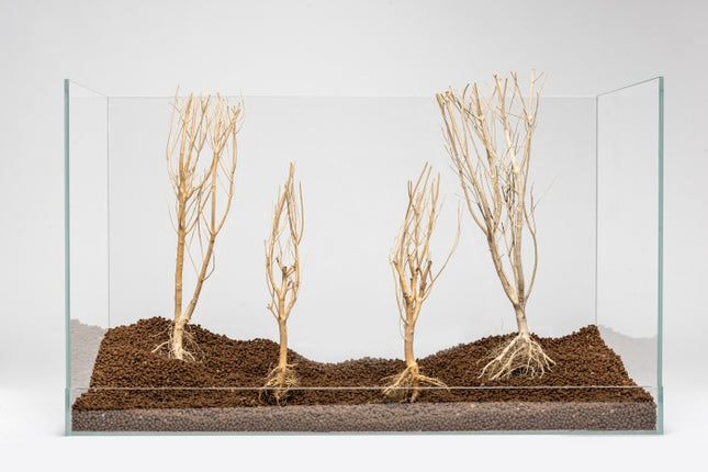 Aquadeco Slim Tree – Hölzer und Wurzeln für das Aquarium bei AquascapingForLife