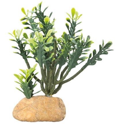 Hobby (Dohse) Euphorbia – Aquarium-Deko für das Aquarium bei AquascapingForLife