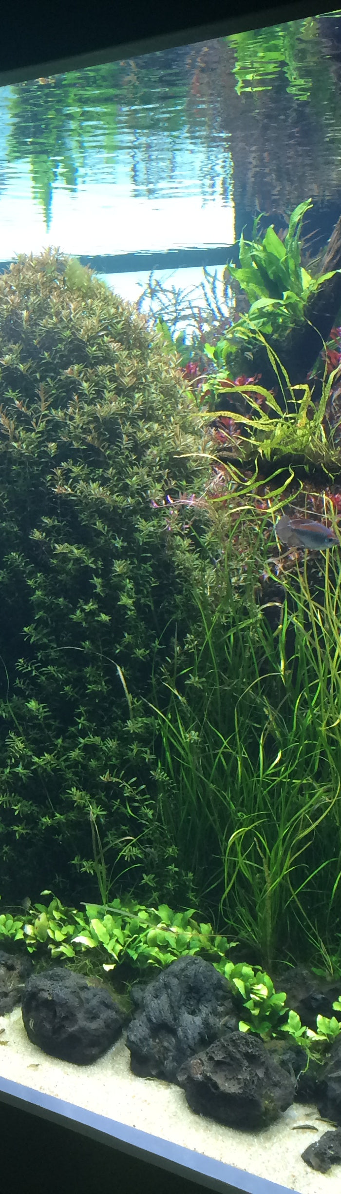 <h1><strong>Aquascapingforlife.de</strong></h1>