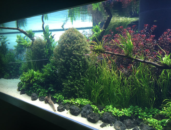<h1><strong>Aquascapingforlife.de</strong></h1>