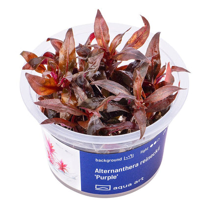 Alternanthera reineckii 'Purple' - GarnelenTv-Shop