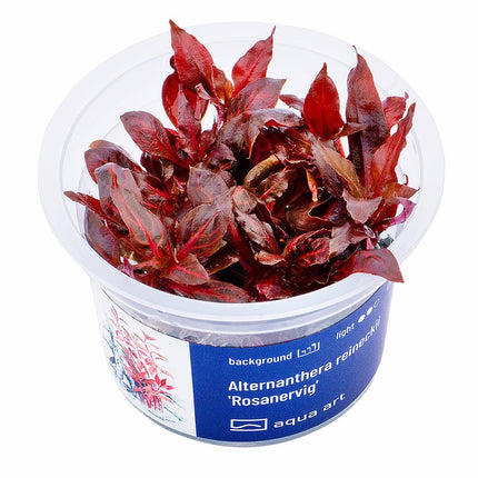 Alternanthera reineckii 'Rosanervig' - GarnelenTv-Shop