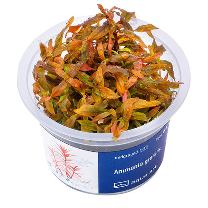 Ammania gracilis - InVitro - GarnelenTv-Shop