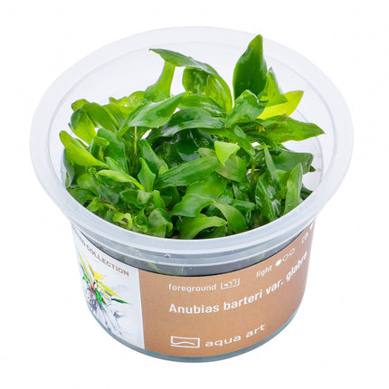 Anubias barteri var. Glabra - InVitro - GarnelenTv-Shop