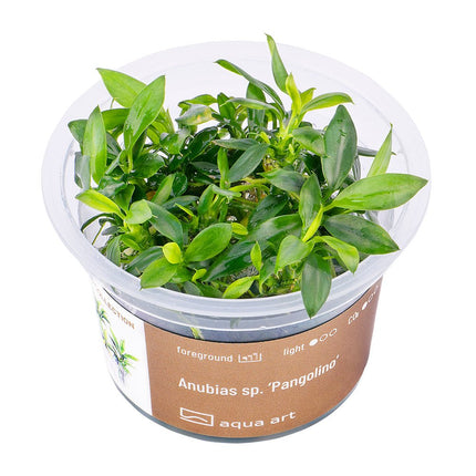 Anubias sp. ’Pangolino’ - InVitro - GarnelenTv-Shop
