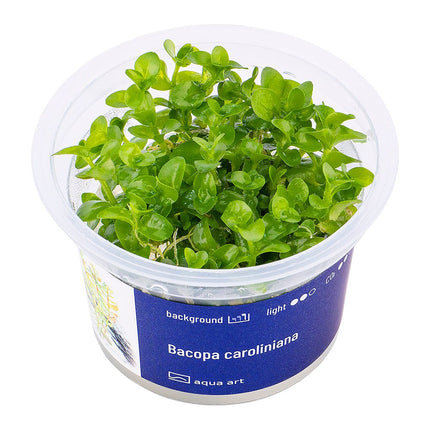 Bacopa caroliniana - InVitro - GarnelenTv-Shop