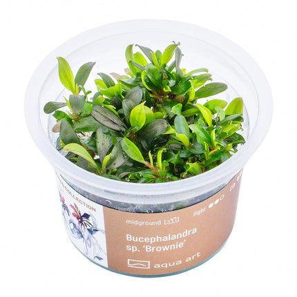 Bucephalandra sp. ’Brownie’ - InVitro - GarnelenTv-Shop