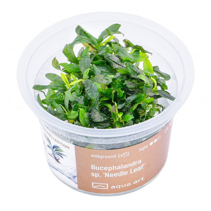 Bucephalandra sp. ’Needle Leaf’ - InVitro - GarnelenTv-Shop
