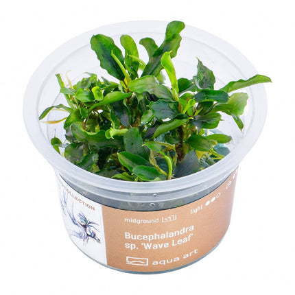 Bucephalandra sp.’Wave Leaf’ - InVitro - GarnelenTv-Shop