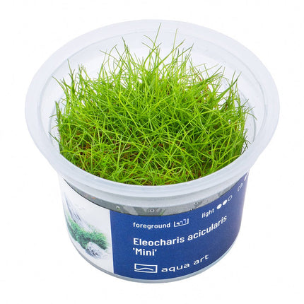 Eleocharis acicularis 'Mini' - InVitro - GarnelenTv-Shop