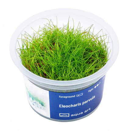 Eleocharis parvula - InVitro - GarnelenTv-Shop