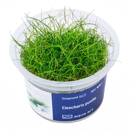 Eleocharis pusilla - InVitro - GarnelenTv-Shop