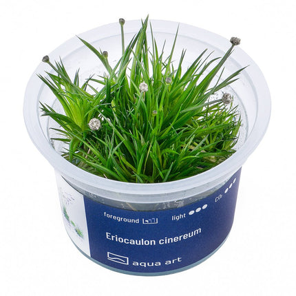Eriocaulon cinereum - InVitro - GarnelenTv-Shop