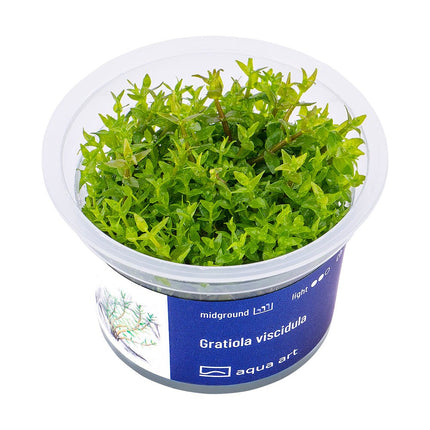 Gratiola viscidula - InVitro - GarnelenTv-Shop