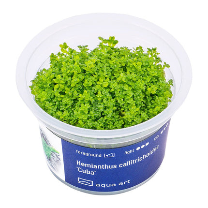 Hemianthus callitrichoides 'Cuba' - InVitro - GarnelenTv-Shop