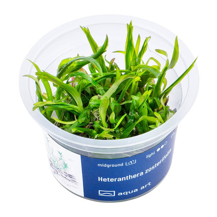 Heteranthera zosterifolia - InVitro - GarnelenTv-Shop