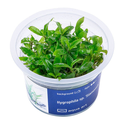 Hygrophila sp. 'Siamensis' - InVitro - GarnelenTv-Shop