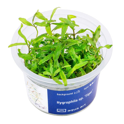 Hygrophila sp. 'Tiger' - InVitro - GarnelenTv-Shop