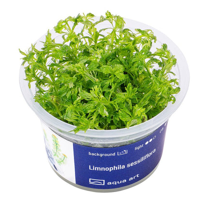 Limnophila sessiliflora - InVitro - GarnelenTv-Shop