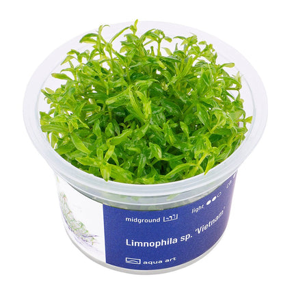 Limnophila sp. ’Vietnam’ - InVitro - GarnelenTv-Shop