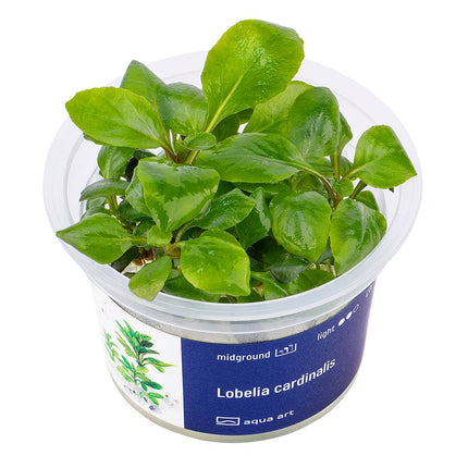 Lobelia cardinalis - InVitro - GarnelenTv-Shop