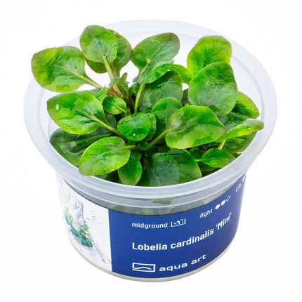 Lobelia cardinalis ’Mini’ - InVitro - GarnelenTv-Shop