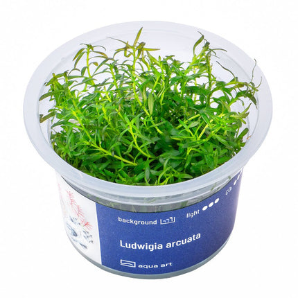 Ludwigia arcuata - InVitro - GarnelenTv-Shop