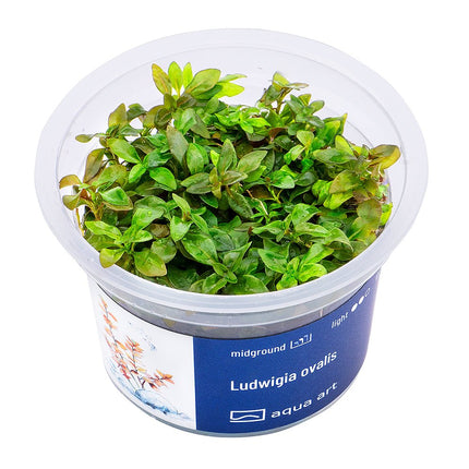 Ludwigia ovalis - InVitro - GarnelenTv-Shop