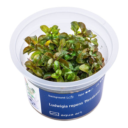 Ludwigia repens 'Mesakana' - InVitro - GarnelenTv-Shop