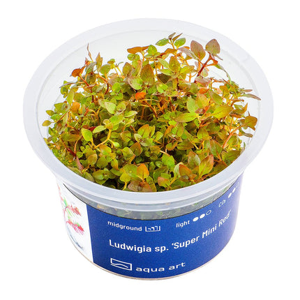 Ludwigia sp. 'Super Mini Red' - InVitro - GarnelenTv-Shop