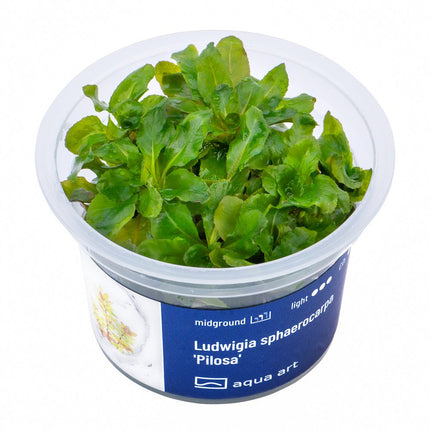 Ludwigia sphaerocarpa 'Pilosa' - InVitro - GarnelenTv-Shop