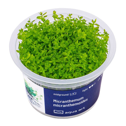 Micranthemum micranthemoides - InVitro - GarnelenTv-Shop