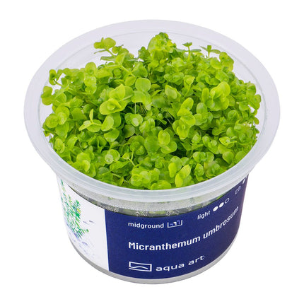 Micranthemum umbrosum - InVitro - GarnelenTv-Shop