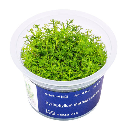 Myriophyllum mattogrossense - InVitro - GarnelenTv-Shop