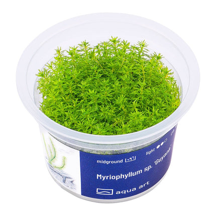 Myriophyllum sp. ’Guyana’ - InVitro - GarnelenTv-Shop