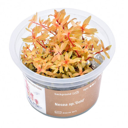 Nesea sp.’Gold’ - InVitro - GarnelenTv-Shop