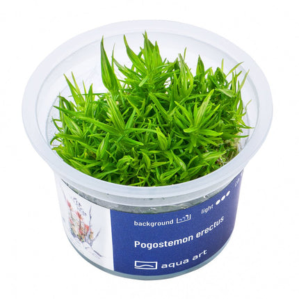 Pogostemon erectus - InVitro - GarnelenTv-Shop