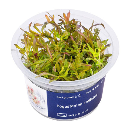 Pogostemon stellatus - InVitro - GarnelenTv-Shop