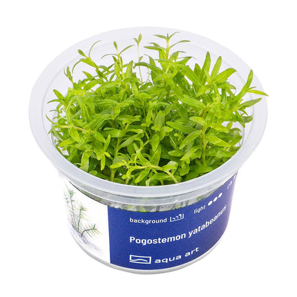 Pogostemon yatabeanus - InVitro - GarnelenTv-Shop