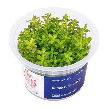 Rotala rotundifolia - InVitro - GarnelenTv-Shop