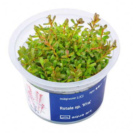 Rotala sp. ’H’ra’ - InVitro - GarnelenTv-Shop