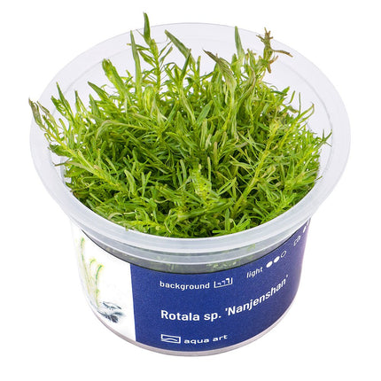 Rotala sp. 'Nanjenshan' - InVitro - GarnelenTv-Shop