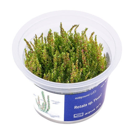 Rotala sp.'Pearl' - InVitro - GarnelenTv-Shop
