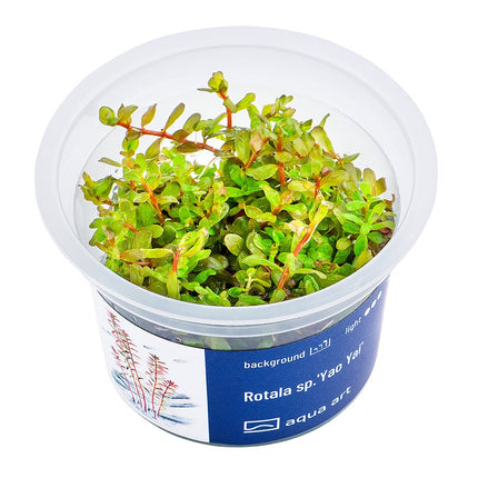Rotala sp.'Yao Yai' - InVitro - GarnelenTv-Shop