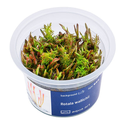 Rotala wallichii - InVitro - GarnelenTv-Shop