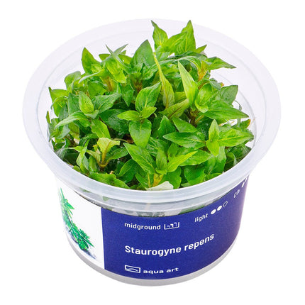 Staurogyne repens - InVitro - GarnelenTv-Shop