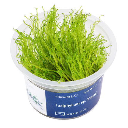 Taxiphyllum sp. 'Flame' - InVitro - GarnelenTv-Shop