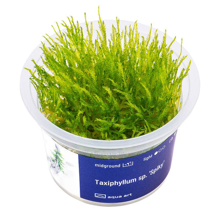 Taxiphyllum sp. 'Spiky' - InVitro - GarnelenTv-Shop