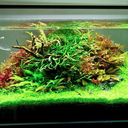 Chihiros Aquatic Studio A Serie LED AII inkl. Bluetooth DE Version – Ansicht 2